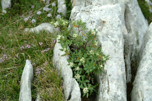 Daphne oleoides / Dafne spatolata